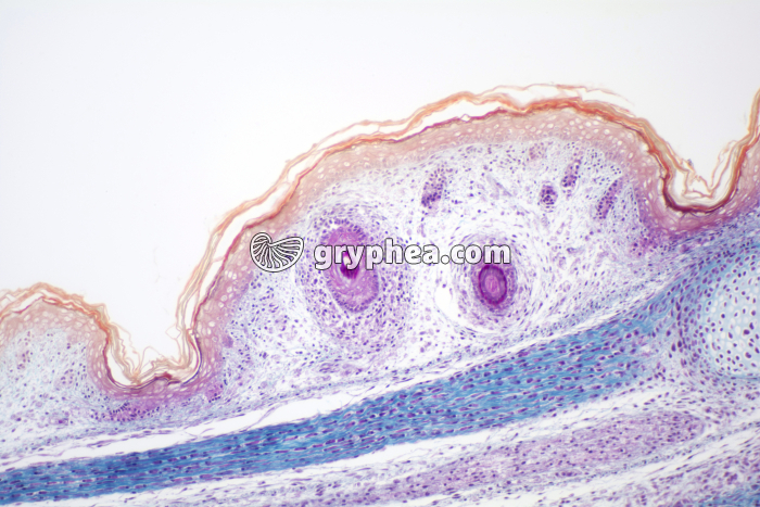 Epiderme x40 - gryphea.com